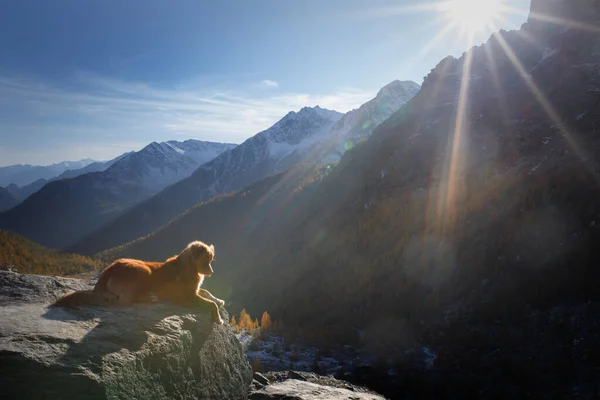 Hund in den Bergen. Nova Scotia Duck Tolling Retriever auf dem Gipfel der Felsen bei Sonnenuntergang. . Wandern mit einem Haustier — Stockfoto