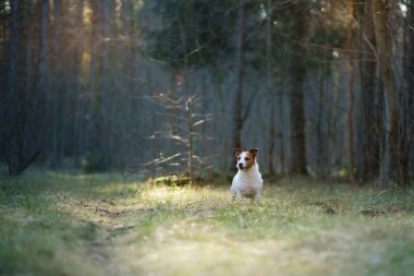 Ormandaki köpek. Ormanda Jack Russell Terrier