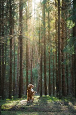 Ormandaki kırmızı köpek. Doğadaki Nova Scotia Duck Tolling Retriever. Evcil bir hayvanla yürü