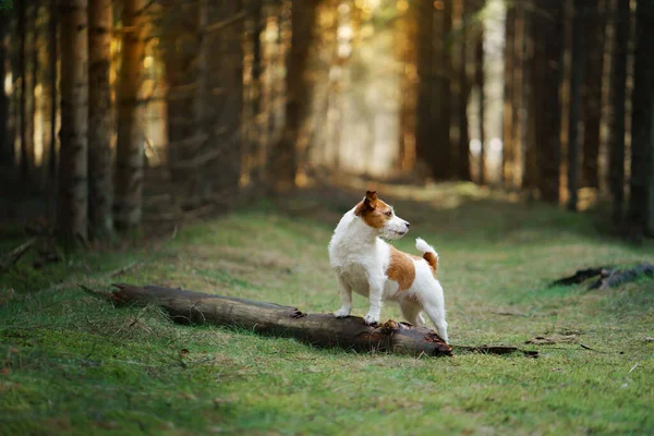 Hund i skogen. Jack Russell Terrier i skogen — Stockfoto