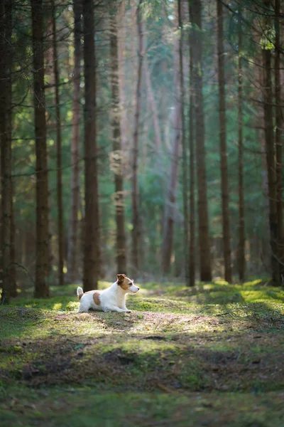 Hond in het bos. Jack Russell Terrier in het bos — Stockfoto