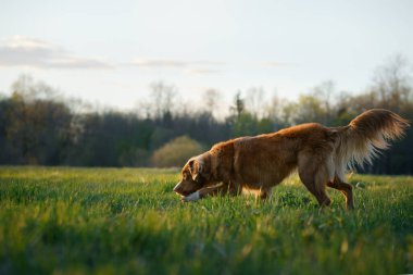 Köpek koşuyor. Aktif Jack Russell Terrier sahada uçuyor. Evcil hayvan hareket halinde.