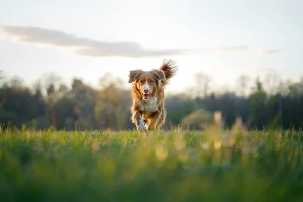 A kutya menekül. Az aktív Jack Russell terrier átrepül a mezőn. Mozgásban lévő kisállat. — Stock Fotó