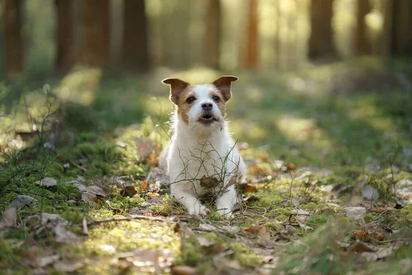 Hund im Wald. Jack Russell Terrier . Spurensuche in der Natur. Haustier entspannen — Stockfoto