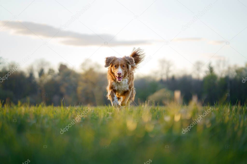 The dog is running. active jack russell terrier is flying across the field. Pet in motion.