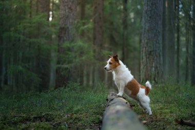 Ormanda yosunların üzerinde bir köpek. Jack Russell Terrier doğada. Evcil bir hayvanla yürü