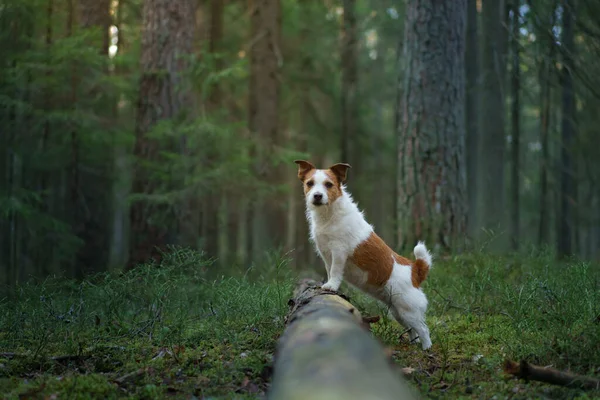 苔の上の森の犬。ジャック・ラッセル・テリア。ペットと一緒に歩く — ストック写真