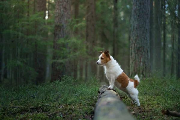 Pies w lesie na mchu. Jack Russell Terrier z natury. Chodzić ze zwierzątkiem — Zdjęcie stockowe