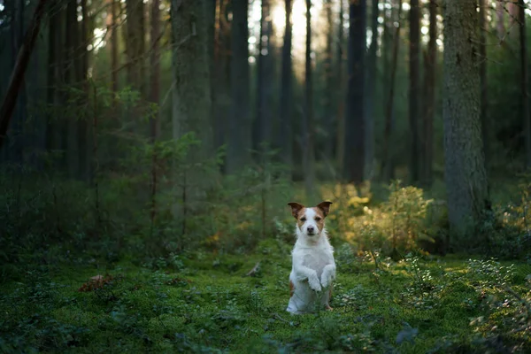 Hond in het bos op het mos. Jack Russell Terrier in de natuur. Wandelen met een huisdier — Stockfoto