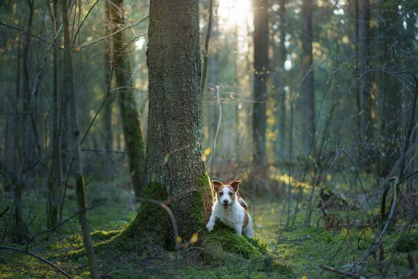 Собака в лесу на мху. Джек Рассел Терьер в природе. Прогулка с домашним животным — стоковое фото
