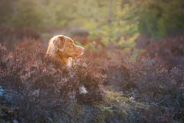 Cão nas cores da urze. Nova Escócia Duck Tolling Retriever na floresta, — Fotografia de Stock
