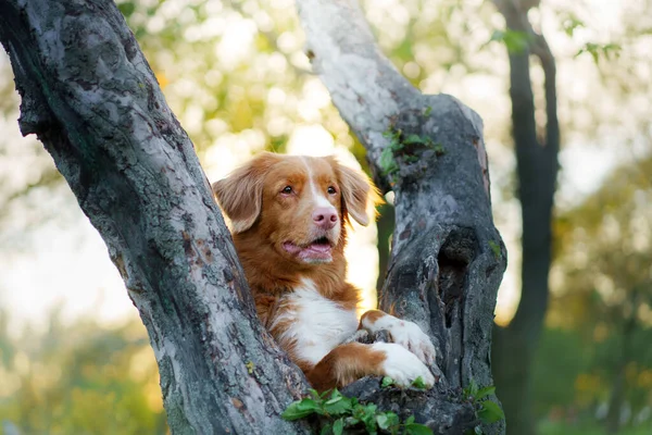 Dog at trees. Nova Scotia Duck Tolling Retriever in flowers . Pet on nature — Stock Photo, Image