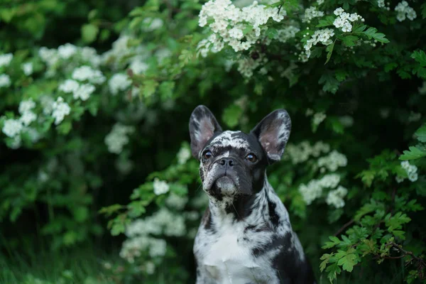 Bulldog francês de mármore. Cor rara do cão. cachorro na grama — Fotografia de Stock