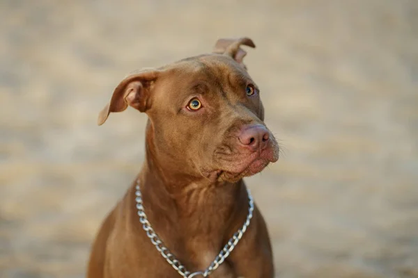 Retrato de un American Pit Bull Terrier pelirrojo —  Fotos de Stock