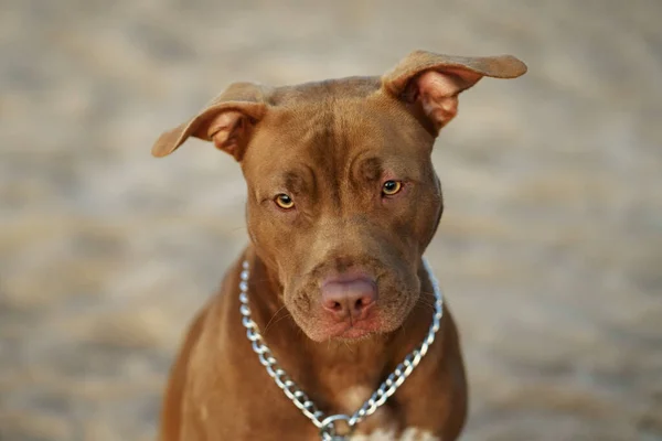 Portret van een roodharige American Pit Bull Terrier — Stockfoto