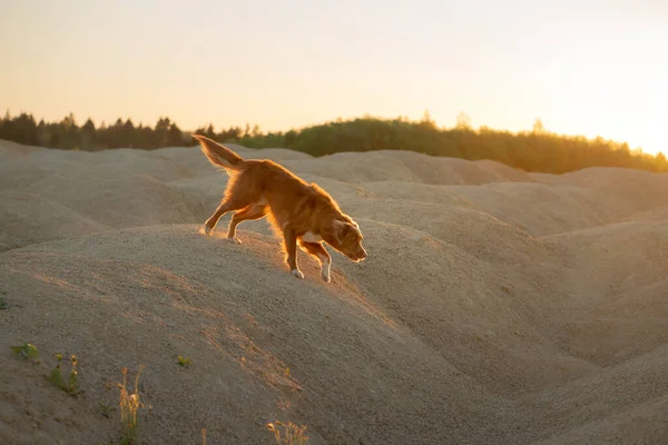 日没時に砂の採石場で犬。ノバスコシアダックトロールレトリバー砂の丘を通って実行されます — ストック写真
