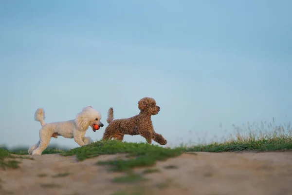 Dos caniches en la hierba. Mascota en la naturaleza. — Foto de Stock