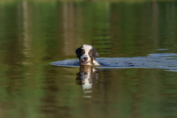 O cão salta para a água. Um animal de estimação ativo no lago. Pastor australiano tricolor — Fotografia de Stock