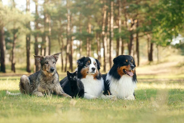 Perros y un gato negro. Pastor australiano en la naturaleza — Foto de Stock