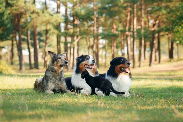 Dogs and a black cat. Australian Shepherd in nature — Stock Photo, Image