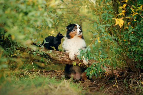 Cães e um gato preto. Pastor australiano na natureza — Fotografia de Stock