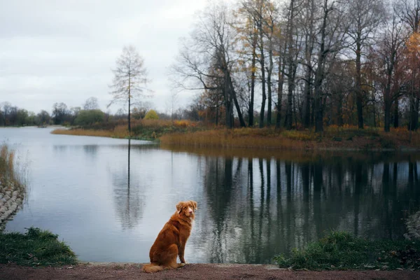 Pes u jezera. Nova Scotia Duck Tolling Retriever v podzimním parku — Stock fotografie