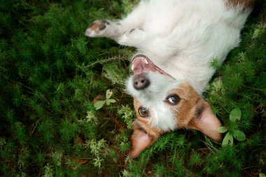 Ormandaki köpek. Jack Russell Terrier yosunların üzerinde yatıyor. Doğada iz sürmek. Hayvan istirahati