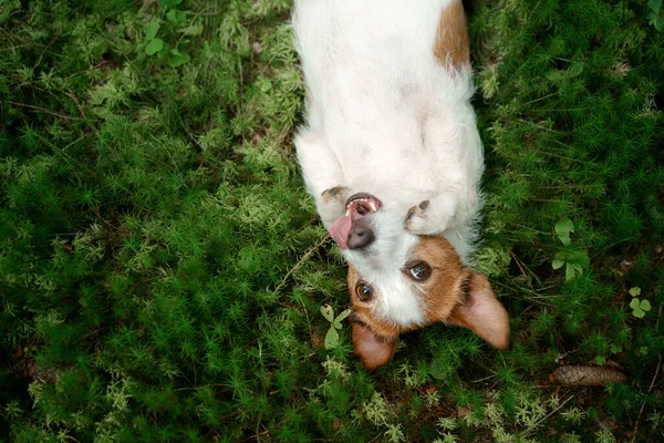 Chien dans la forêt. Jack Russell Terrier est allongé sur la mousse. Suivi dans la nature. Repos des animaux — Photo