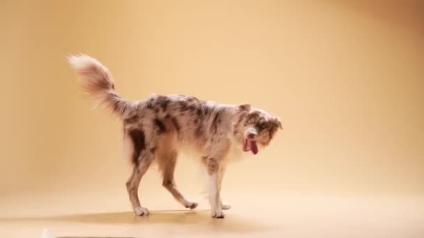 Υπάκουος συνοριακός κόλεϊ σε μπεζ φόντο. Ο σκύλος περπατάει. — Αρχείο Βίντεο