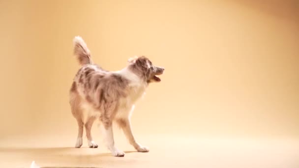 Engedelmes, bézs hátterű határőr collie. A kutya sétál. — Stock videók