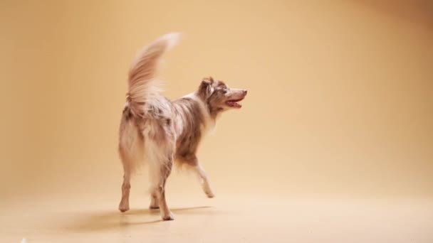 Obedient border collie on a beige background. The dog walks — Stock Video