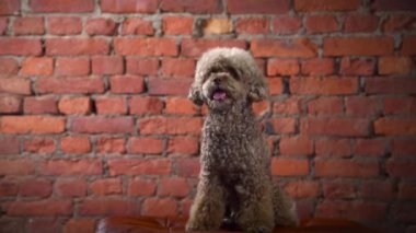 Küçük çikolatalı kaniş. Oyuncak gibi evcil hayvan. Tuğla duvardaki köpek