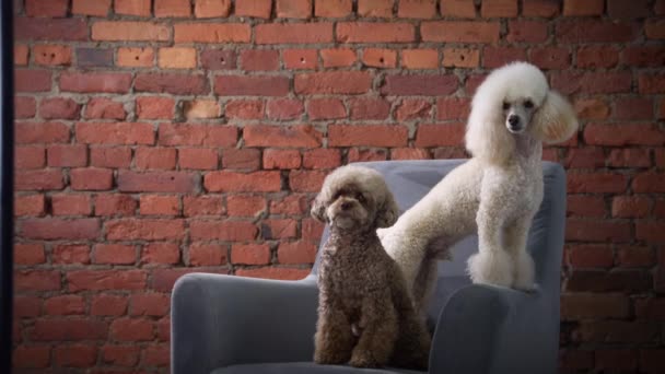 Dois poodles em uma poltrona em um interior de sótão. animal de estimação em um fundo de parede de tijolo — Vídeo de Stock