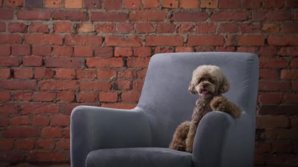 Caniche de chocolate em uma poltrona, fundo de parede de tijolo. cão em um interior loft moderno. — Vídeo de Stock