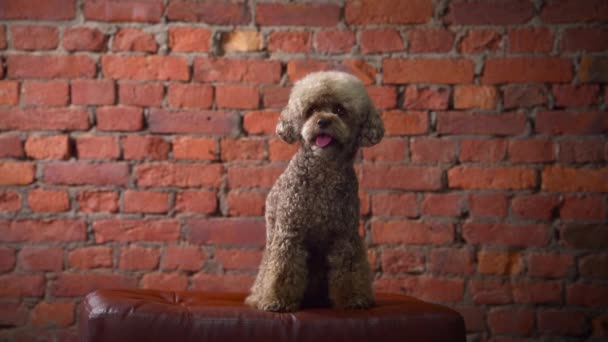 Σοκολατένιο σκυλάκι. κατοικίδιο σαν παιχνίδι. Σκύλος σε φόντο τοίχου από τούβλα — Αρχείο Βίντεο