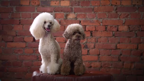 Zwei Pudel auf einem Sessel in einem Dachboden. Haustier auf einer Ziegelwand Hintergrund — Stockvideo