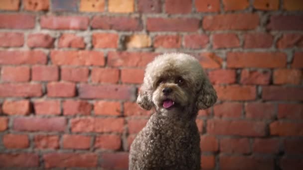 Σοκολατένιο σκυλάκι. κατοικίδιο σαν παιχνίδι. Σκύλος σε φόντο τοίχου από τούβλα — Αρχείο Βίντεο