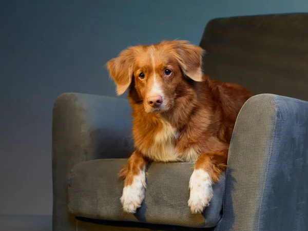 Cane su una sedia. nova Scotia anatra tolling retriever in studio. — Foto Stock