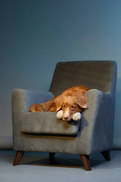 Dog on a chair. nova Scotia duck tolling retriever in the studio. — Stock Photo, Image