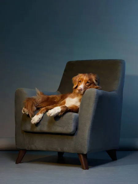 Cane su una sedia. nova Scotia anatra tolling retriever in studio. — Foto Stock