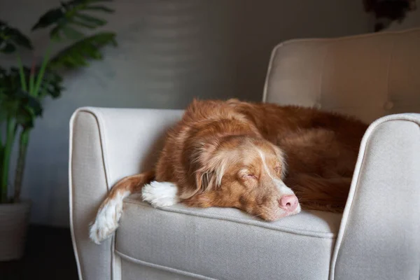 Dog on a chair. nova Scotia duck tolling retriever in the studio. — Stock Photo, Image