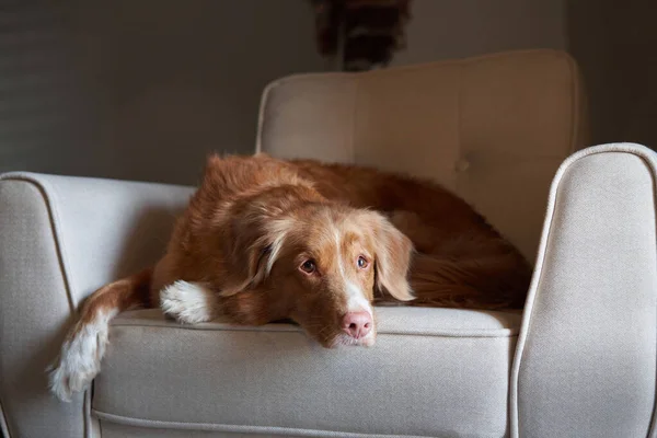 Um cão numa cadeira. Nova Scotia duck tolling retriever no estúdio. — Fotografia de Stock