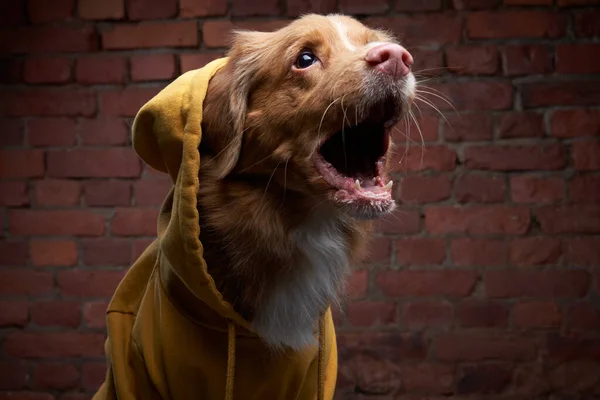 Legrační pes v kapuci na cihlové zdi. Domácí mazlíček ve žluté mikině. Nova Scotia kachní retrívr v podkrovním interiéru — Stock fotografie