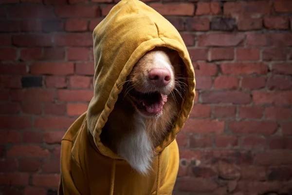 Lustiger Hund in einer Kapuze auf einer Ziegelwand. Haustier im gelben Sweatshirt. Nova Scotia Enten-Retriever im Dachboden-Interieur — Stockfoto