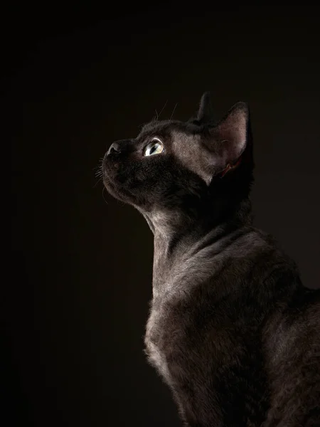 Siyah arka planda siyah kedi yavrusu. Devon Rex kedisi — Stok fotoğraf