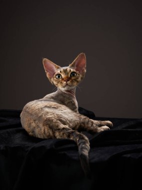Siyah arka planda kırmızı kedi yavrusu. Devon Rex kedisi