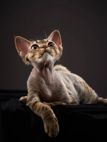 Rotes Kätzchen auf schwarzem Hintergrund. Katze Devon Rex — Stockfoto