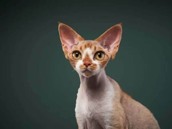 Röd kattunge på svart bakgrund. Devon Rex katt — Stockfoto