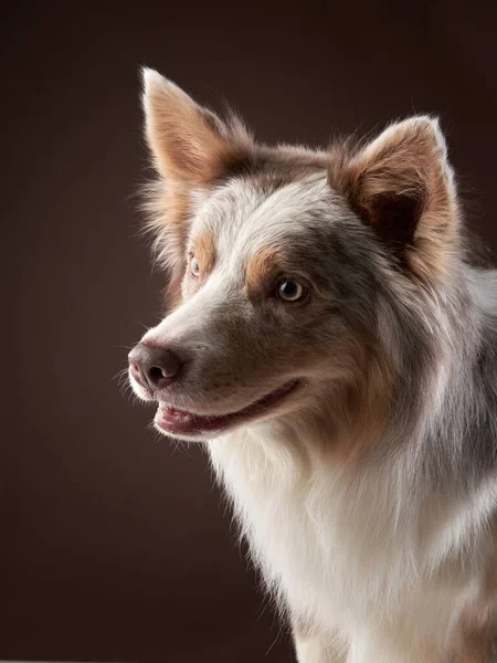 Vicces kifejezés egy határ menti collie száján. — Stock Fotó