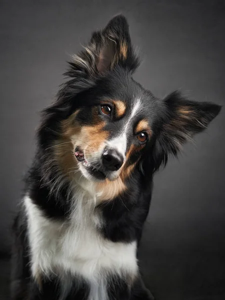 Funny expression on the muzzle of a border collie — ストック写真